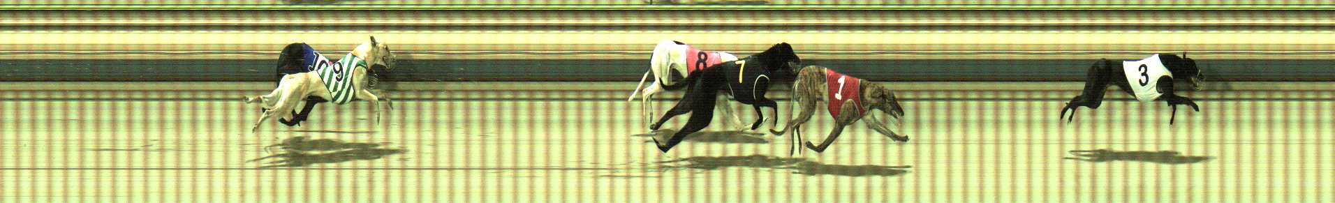 Photo finish for Sale Race 3