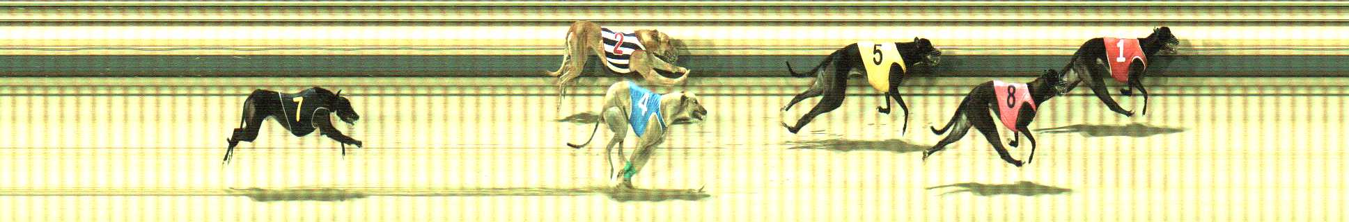 Photo finish for Sale Race 11