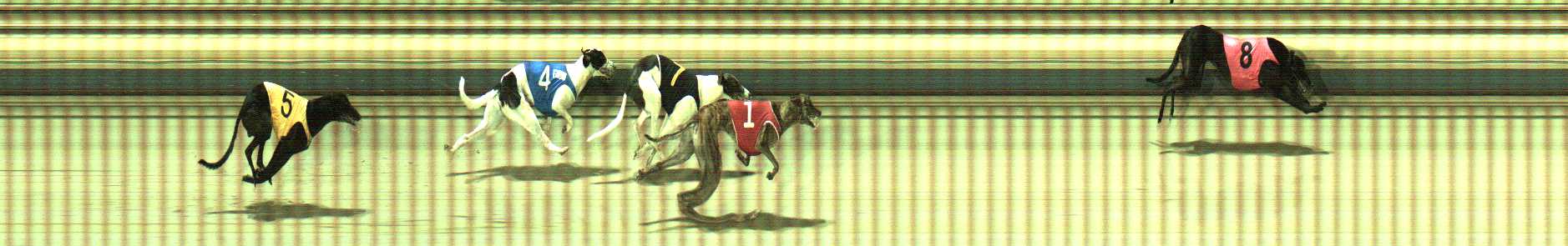 Photo finish for Sale Race 12