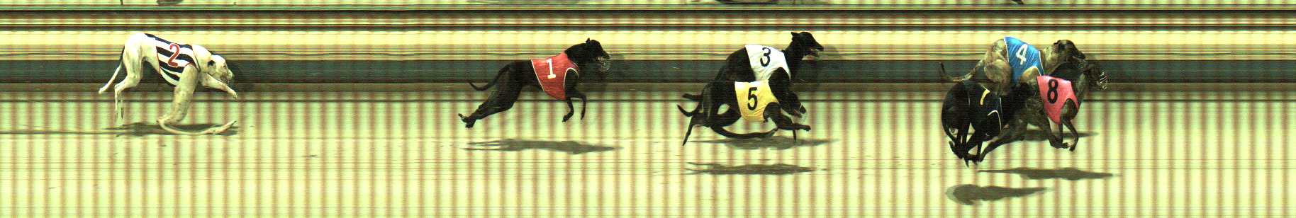 Photo finish for Sale Race 5