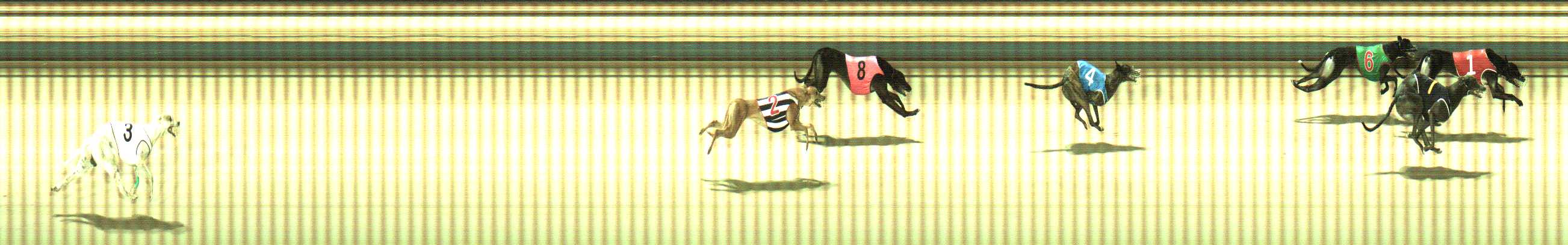 Photo finish for Sale Race 6