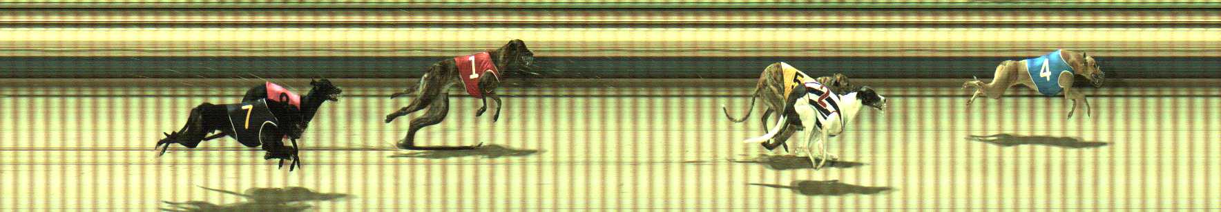 Photo finish for Sale Race 11