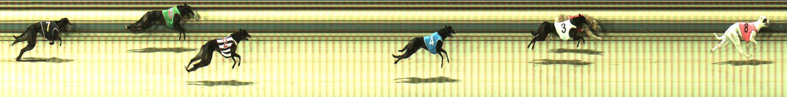 Photo finish for Sale Race 10