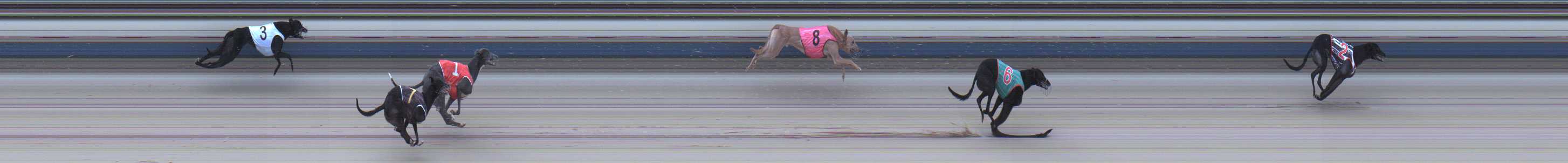 Photo finish for Sale Race 5