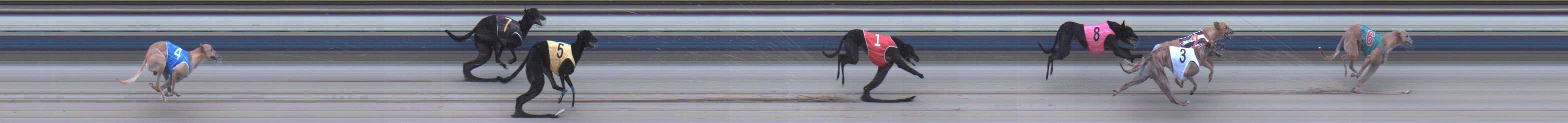 Photo finish for Sale Race 8