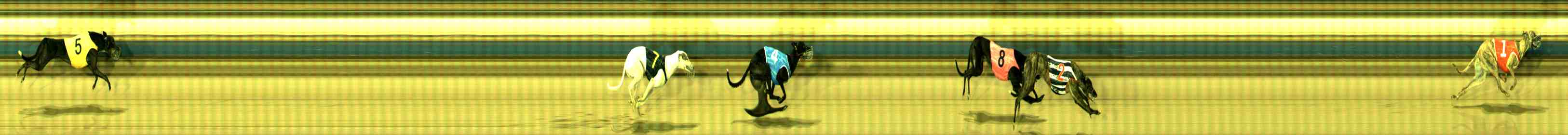 Photo finish for Sale Race 9