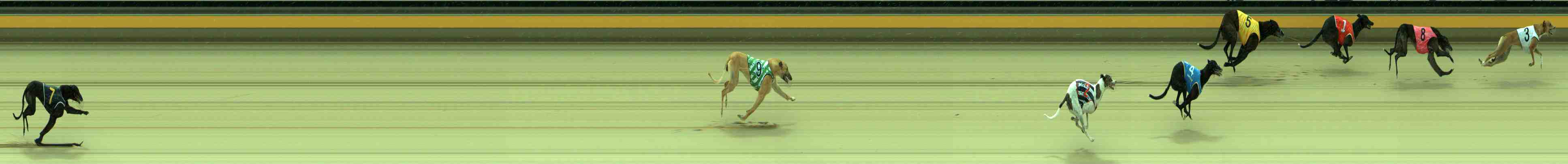 Photo finish for Sale Race 2