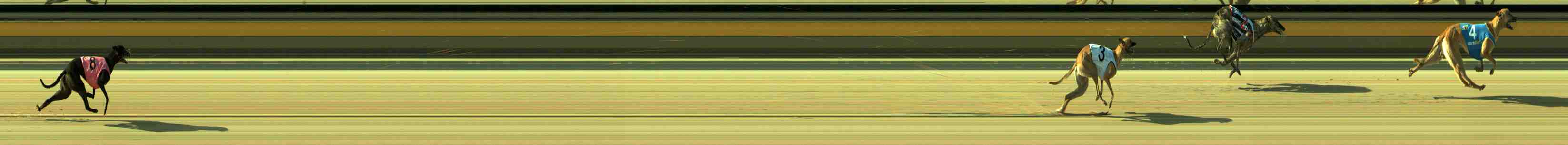 Photo finish for Sale Race 1