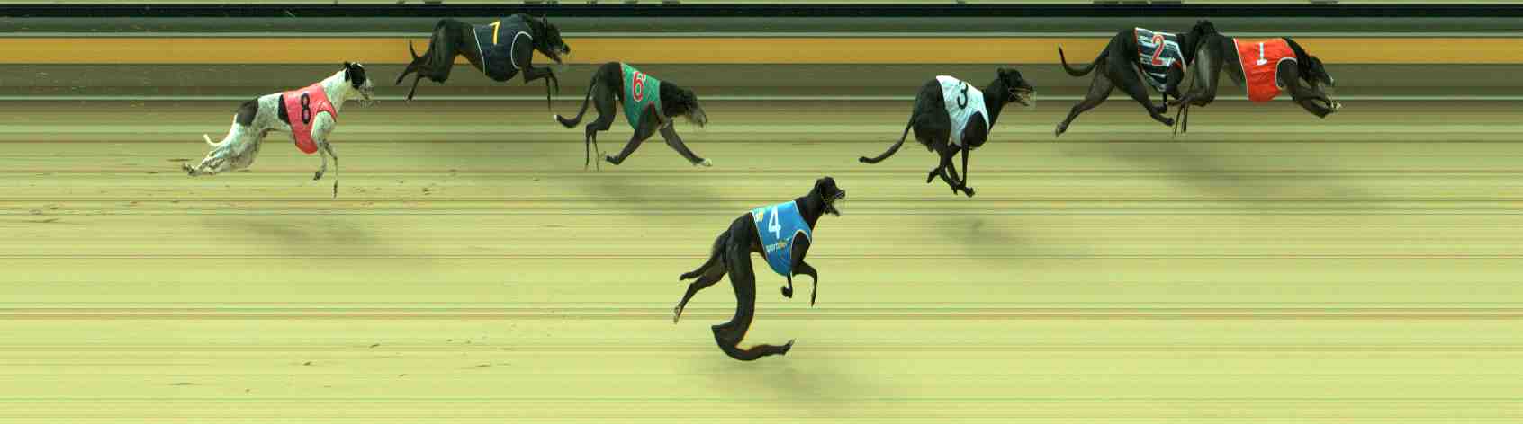 Photo finish for Sale Race 8
