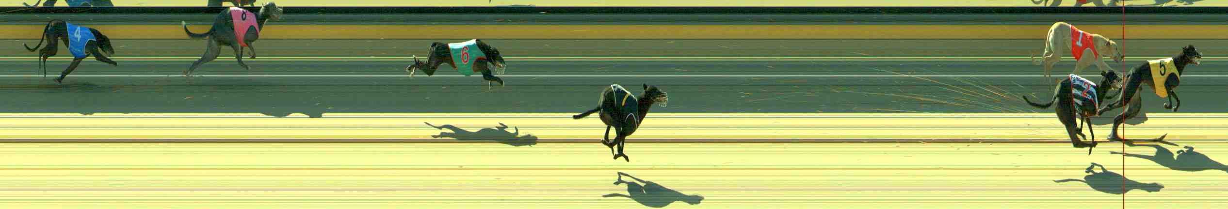 Photo finish for Sale Race 8