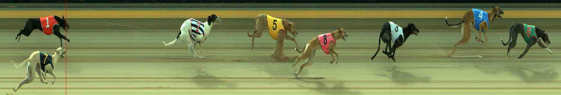 Photo finish for Sale Race 8