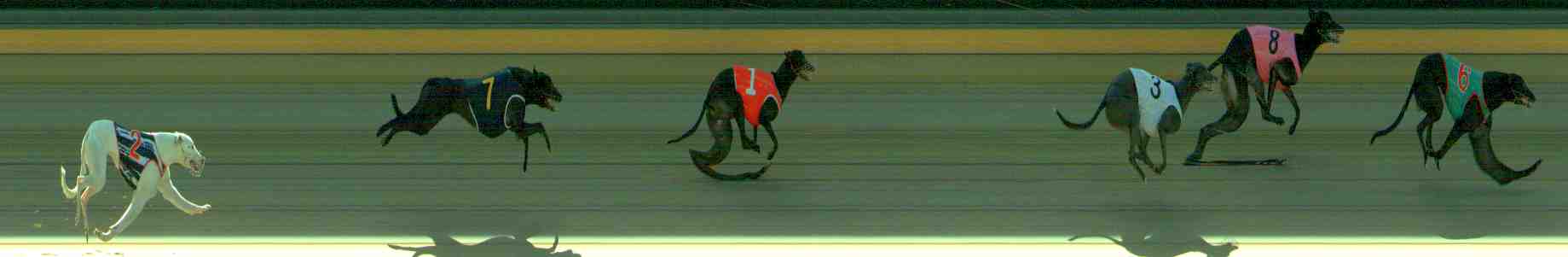 Photo finish for Sale Race 4