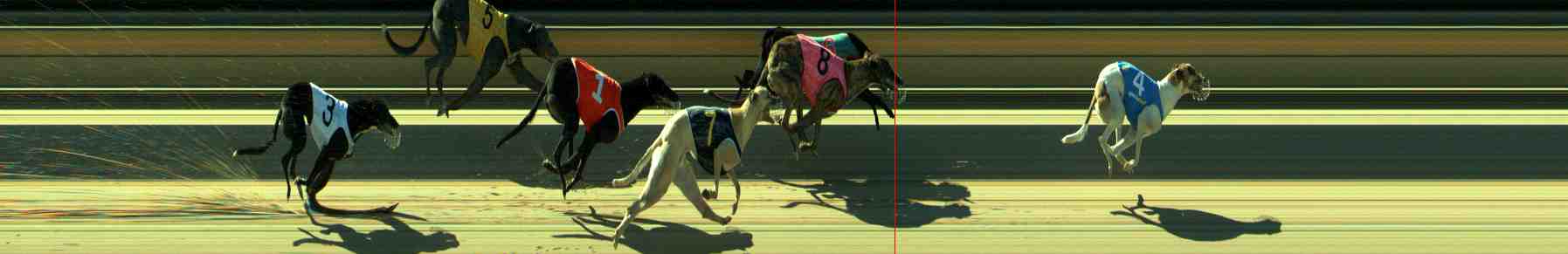 Photo finish for Sale Race 8
