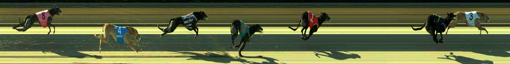 Photo finish for Sale Race 11