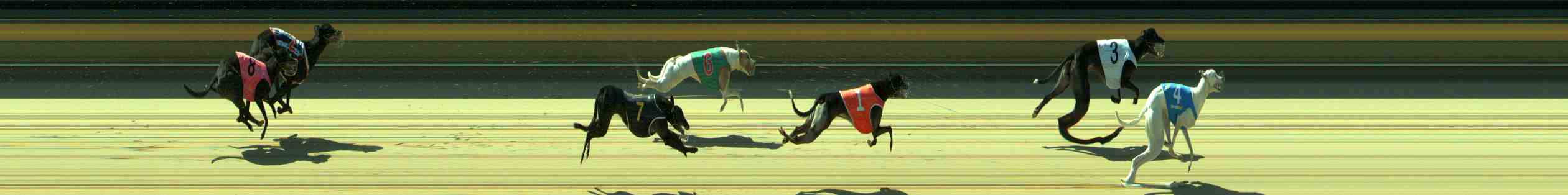 Photo finish for Sale Race 9