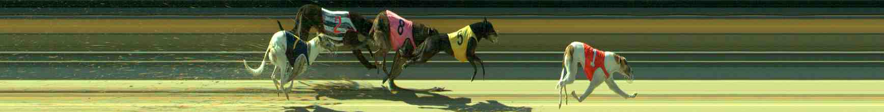 Photo finish for Sale Race 11