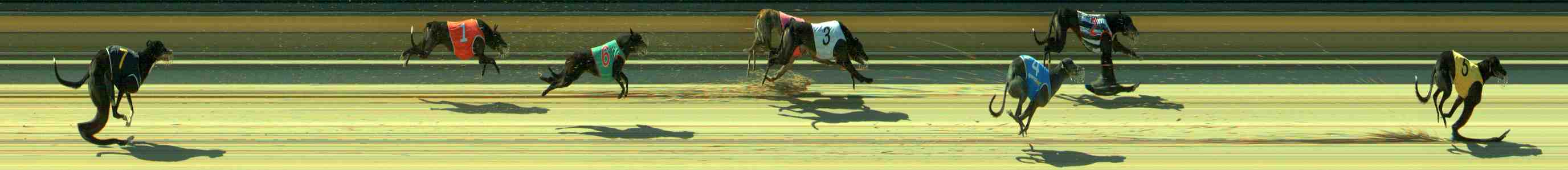 Photo finish for Sale Race 12