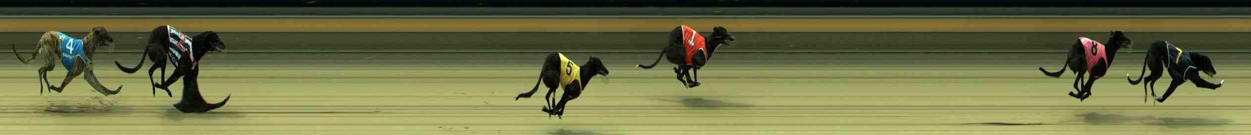 Photo finish for Sale Race 2