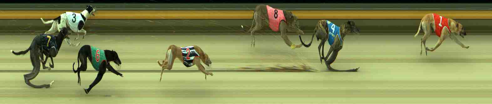 Photo finish for Sale Race 5