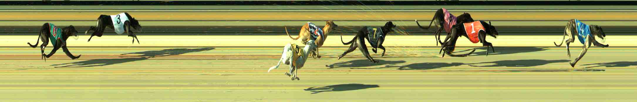 Photo finish for Sale Race 12