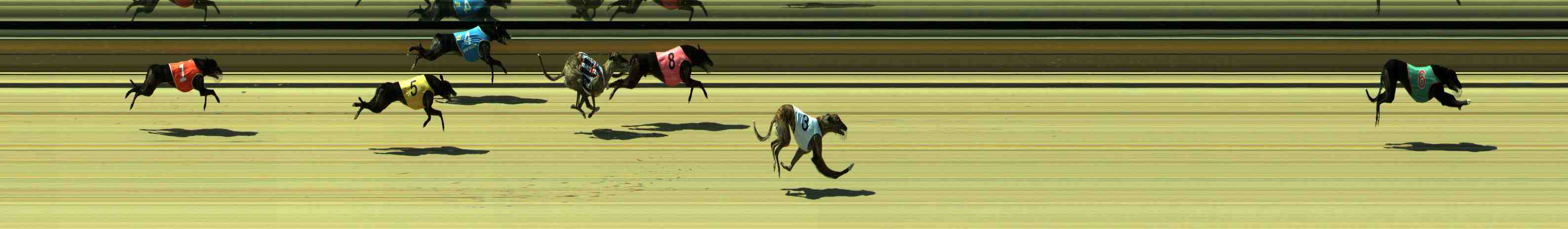 Photo finish for Sale Race 2