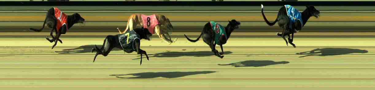 Photo finish for Sale Race 8