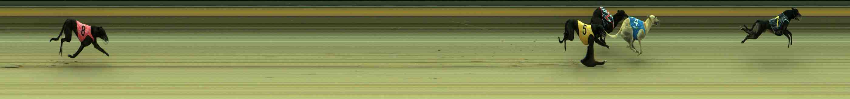Photo finish for Sale Race 1