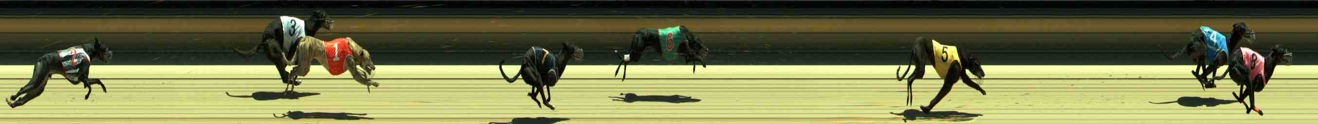 Photo finish for Sale Race 3
