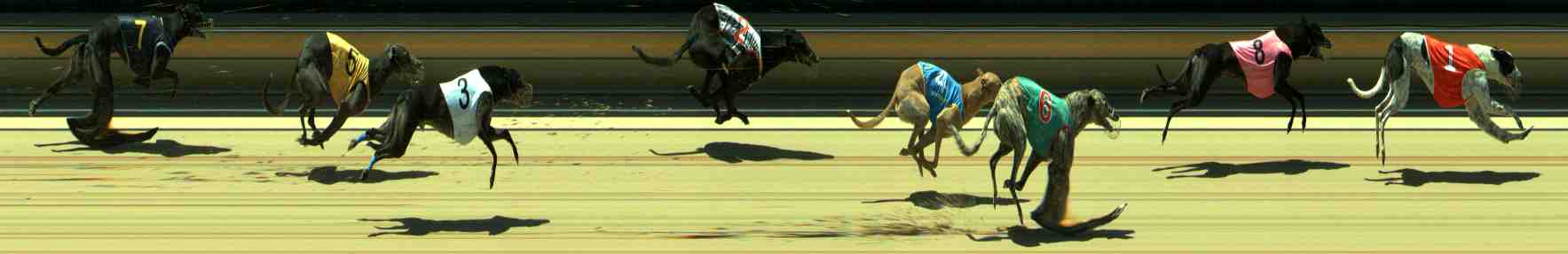 Photo finish for Sale Race 11
