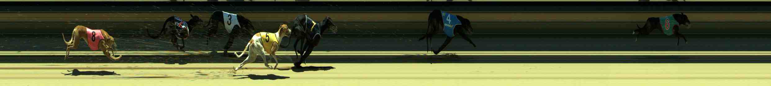 Photo finish for Sale Race 6