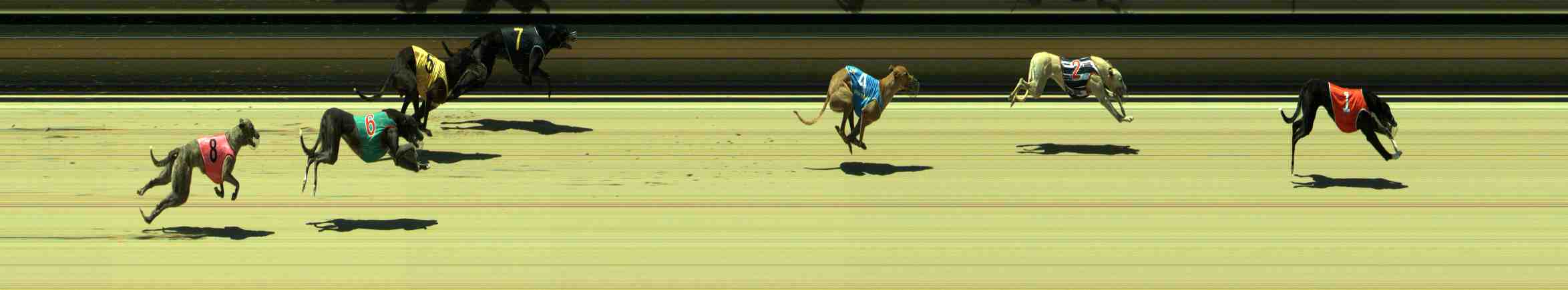 Photo finish for Sale Race 11