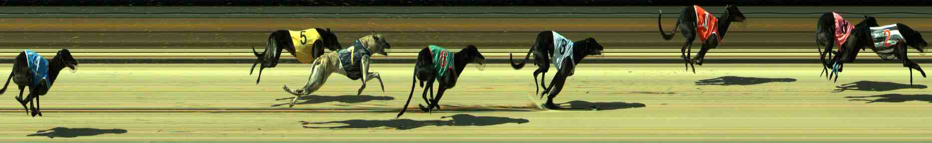 Photo finish for Sale Race 8