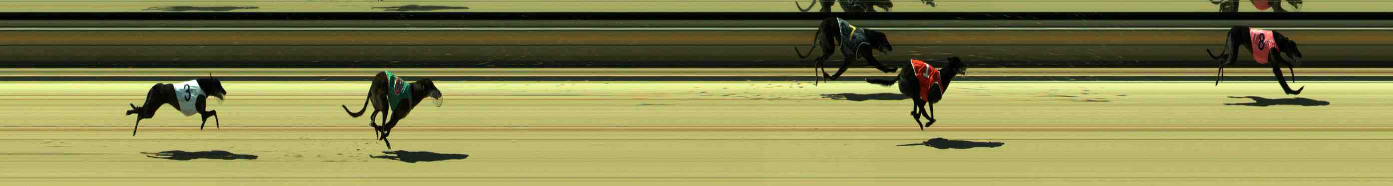 Photo finish for Sale Race 8
