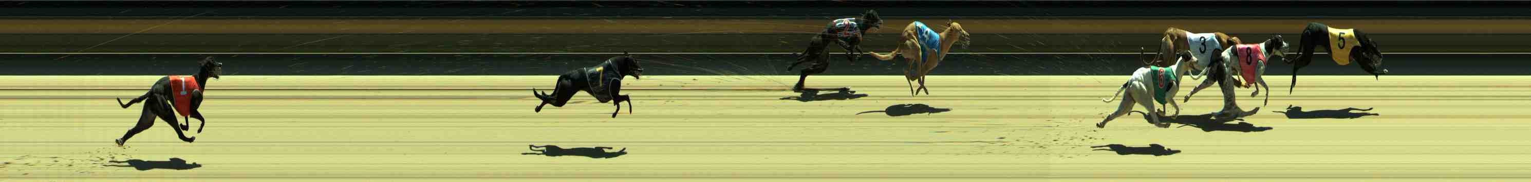 Photo finish for Sale Race 2