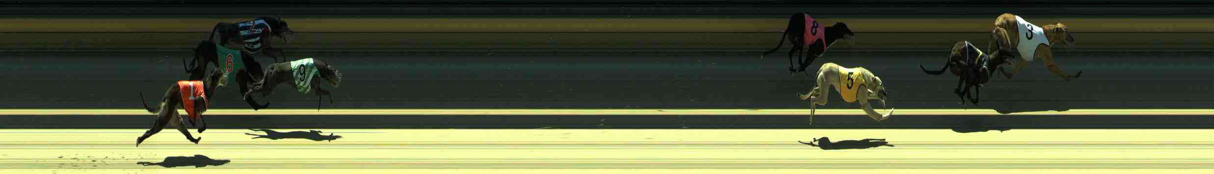 Photo finish for Sale Race 8