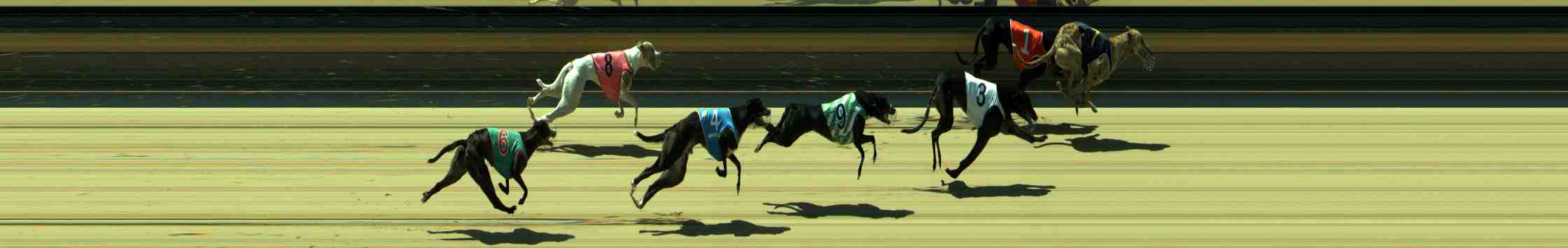Photo finish for Sale Race 11