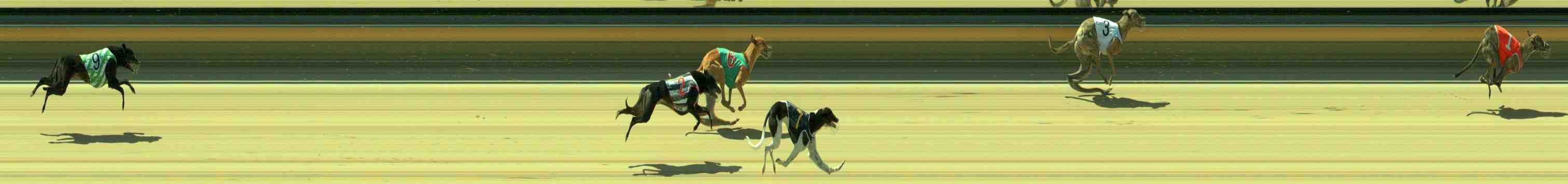 Photo finish for Sale Race 1