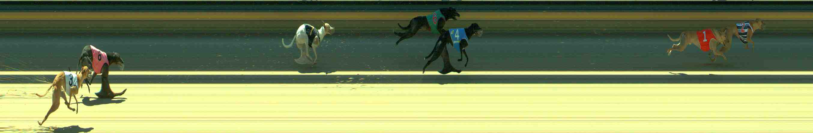 Photo finish for Sale Race 8