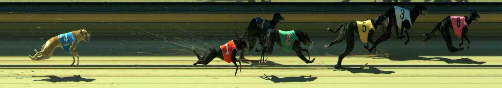 Photo finish for Sale Race 10