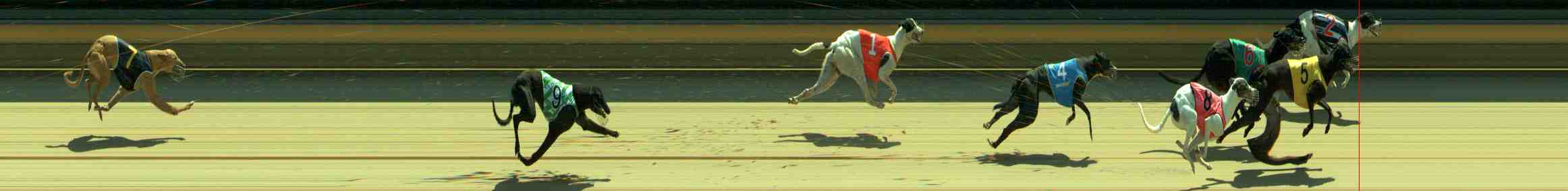 Photo finish for Sale Race 1