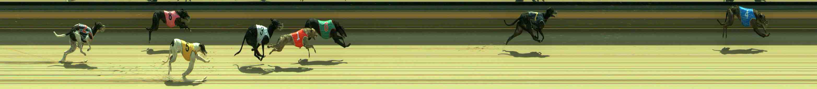 Photo finish for Sale Race 2