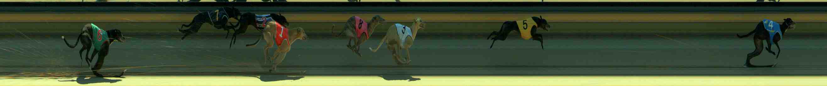 Photo finish for Sale Race 4