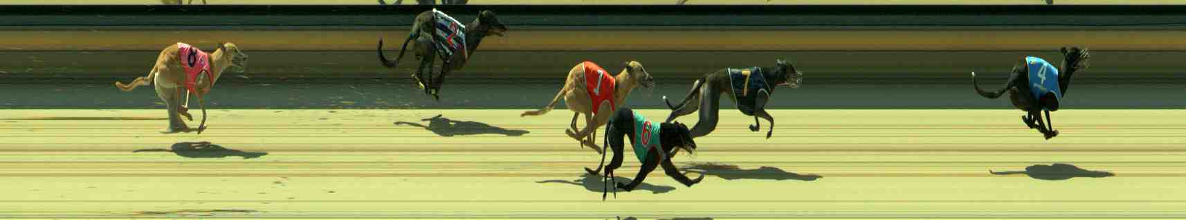 Photo finish for Sale Race 11