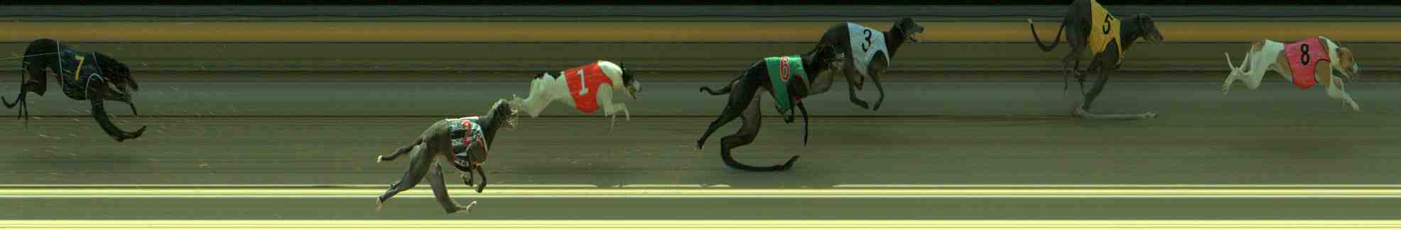Photo finish for Sale Race 5