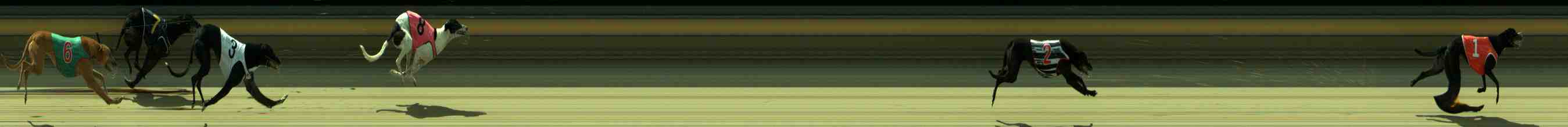 Photo finish for Sale Race 10