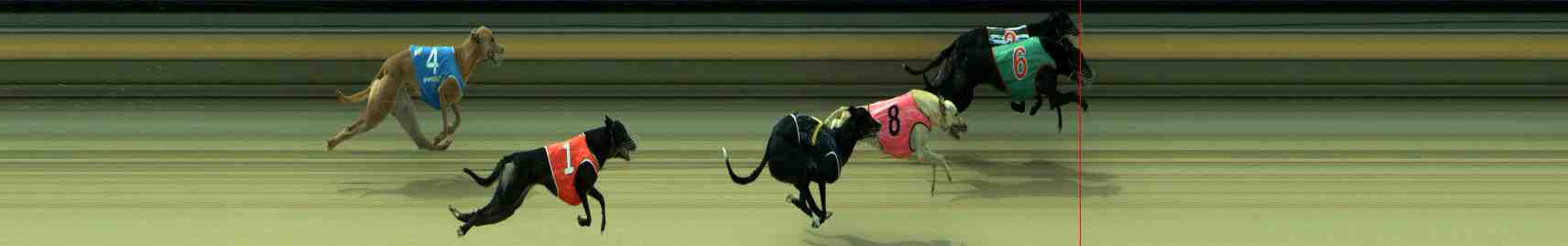 Photo finish for Sale Race 11