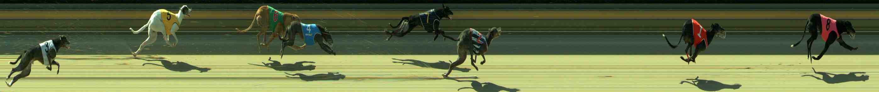 Photo finish for Sale Race 8