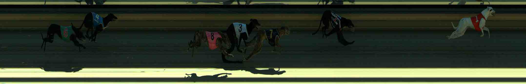 Photo finish for Sale Race 2