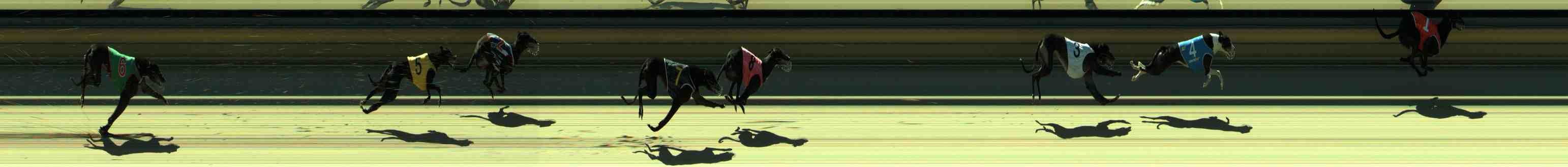Photo finish for Sale Race 8