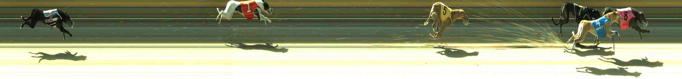 Photo finish for Sale Race 10